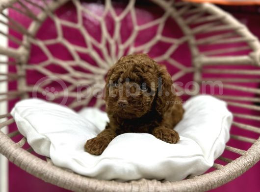 A Kali̇te Poodle Yavrularimiz