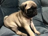 Pug Mops Yavrular Hazır