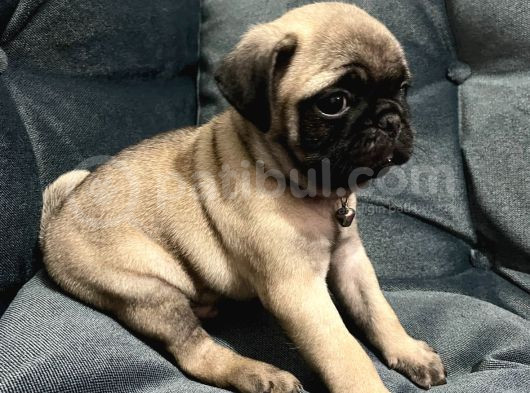 Pug Mops Yavrular Hazır görsel