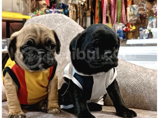 Pug Mops Yavrular Hazır görsel