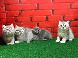 British Shorthair Yavrularımız