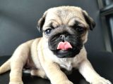 Pug Mops Yavrular Hazır