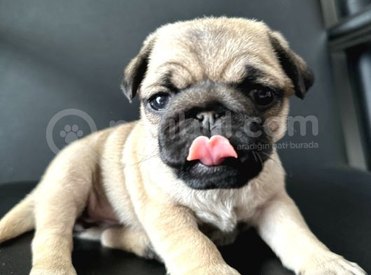 Pug Mops Yavrular Hazır görsel