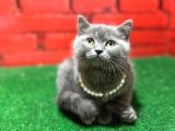 British Shorthair Yavrularımız