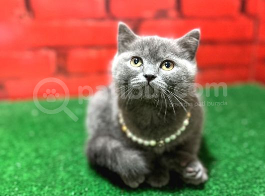 British Shorthair Yavrularımız görsel