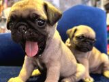 Pug Mops Yavrular Hazır