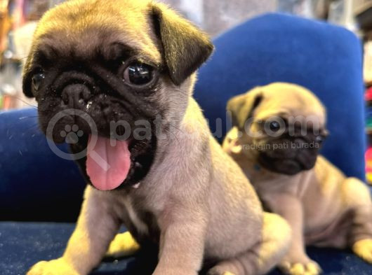 Pug Mops Yavrular Hazır görsel