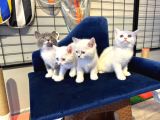 British Shorthair Yavrularımız