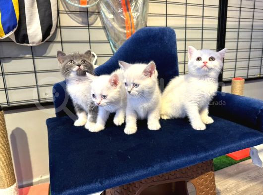 British Shorthair Yavrularımız görsel