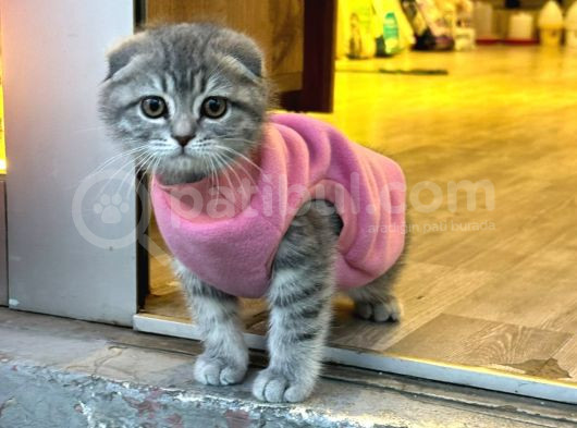 Scotti̇sh Fold Yavrularimiz görsel