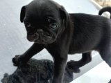 Pug Mops Yavrular Hazır
