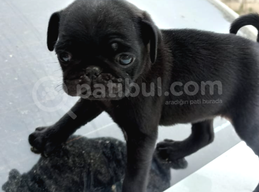 Pug Mops Yavrular Hazır
