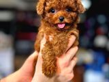 Poodle Yavrularimiz Hazir