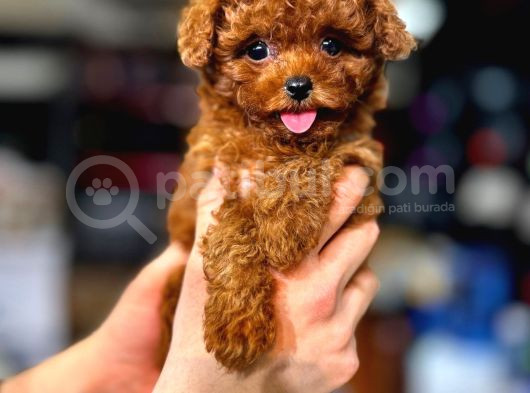 Poodle Yavrularimiz Hazir görsel