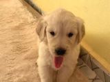 Baby Face Golden Retriever Yavrularımız