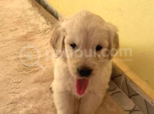 Baby Face Golden Retriever Yavrularımız görsel