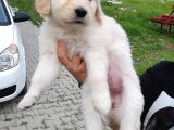 Baby Face Golden Retriever Yavrularımız