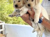 Baby Face Golden Retriever Yavrularımız