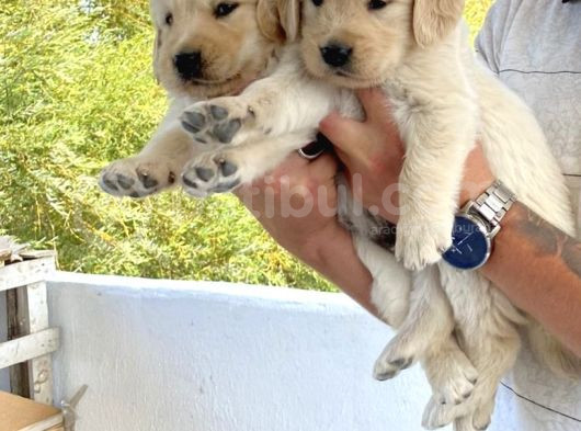 Baby Face Golden Retriever Yavrularımız görsel
