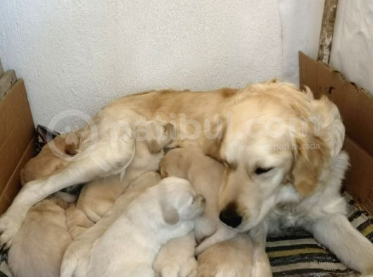 Baby Face Golden Retriever Yavrularımız