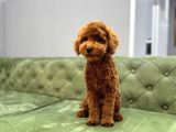 Poodle Yavrularimiz Hazir
