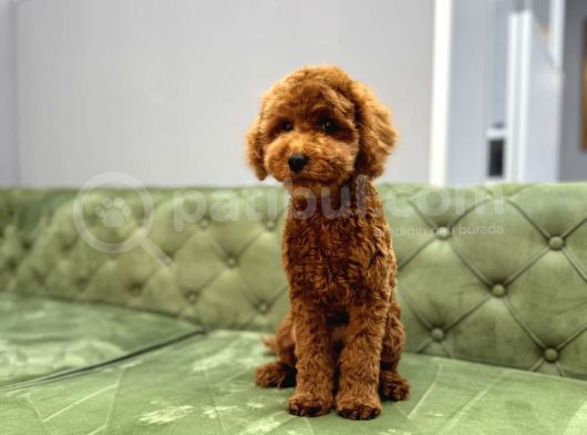 Poodle Yavrularimiz Hazir görsel