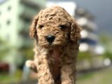 Poodle Yavrularimiz Hazir