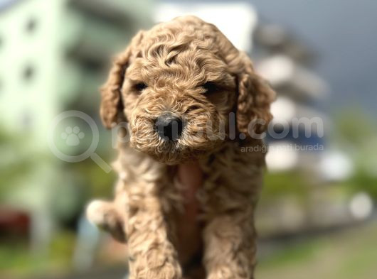 Poodle Yavrularimiz Hazir görsel