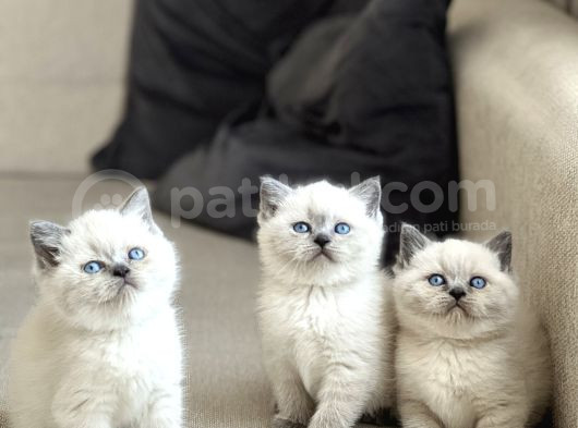 Safkan Bri̇ti̇sh Shorthai̇r Blue Poi̇nt Yavrularim görsel