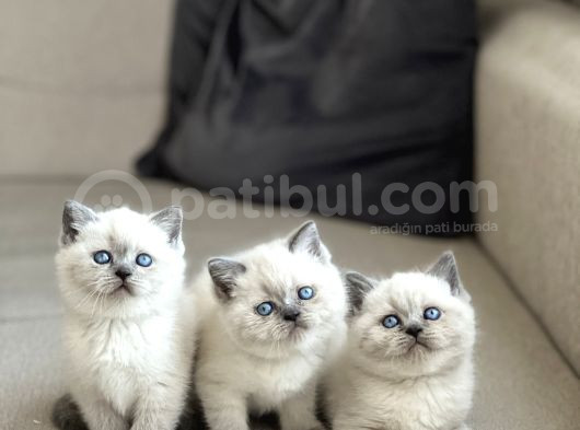 Safkan Bri̇ti̇sh Shorthai̇r Blue Poi̇nt Yavrularim