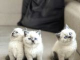 Safkan Bri̇ti̇sh Shorthai̇r Blue Poi̇nt Yavrularim