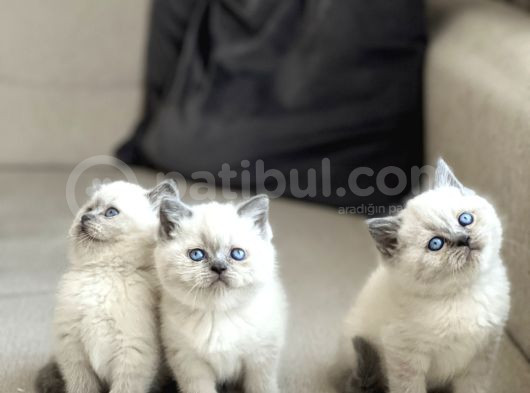 Safkan Bri̇ti̇sh Shorthai̇r Blue Poi̇nt Yavrularim görsel