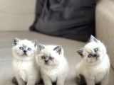 Safkan Bri̇ti̇sh Shorthai̇r Blue Poi̇nt Yavrularim