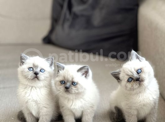 Safkan Bri̇ti̇sh Shorthai̇r Blue Poi̇nt Yavrularim görsel