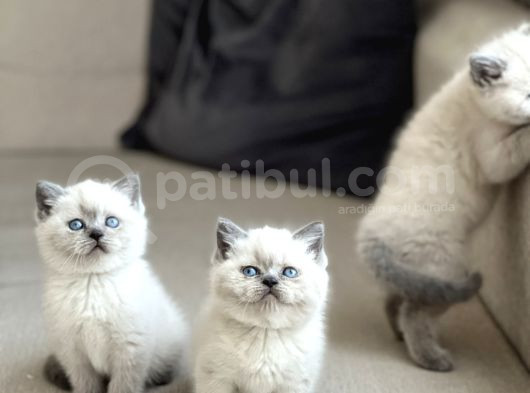 Safkan Bri̇ti̇sh Shorthai̇r Blue Poi̇nt Yavrularim görsel