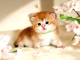 British Shorthair Golden ny12 by12 yavrular