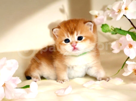 British Shorthair Golden Ny12 By12 Yavrular
