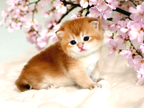 British Shorthair Golden Ny12 By12 Yavrular