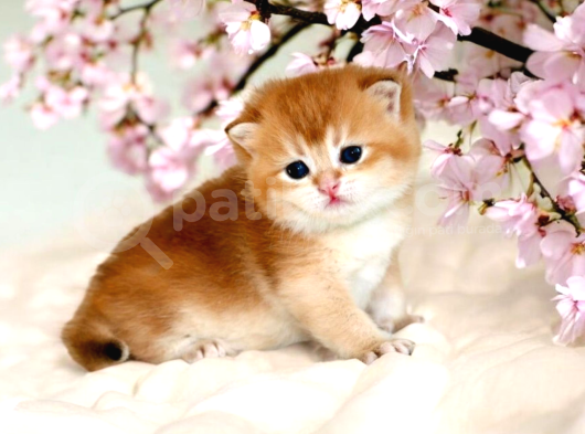 British Shorthair Golden Ny12 By12 Yavrular görsel