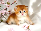 British Shorthair Golden Ny12 By12 Yavrular