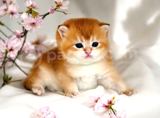 British Shorthair Golden Ny12 By12 Yavrular görsel