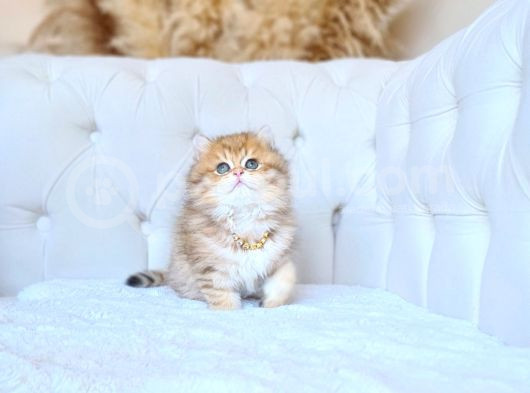 Aslan Kral Safkan Golden Bri̇ti̇sh Longhai̇r Yavrum görsel