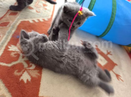 British Shorthair Sağlıklı Yavrularımıza Yeni Yuva görsel