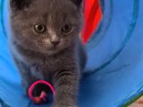 British Shorthair Sağlıklı Yavrularımıza Yeni Yuva