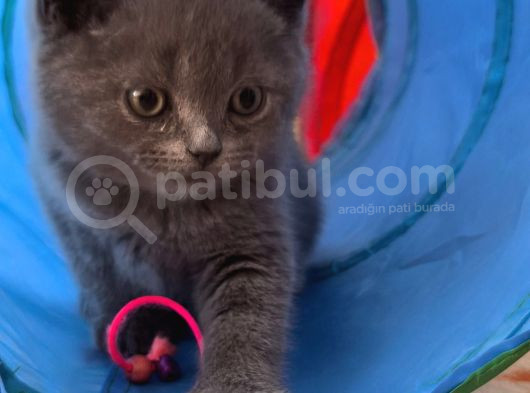 British Shorthair Sağlıklı Yavrularımıza Yeni Yuva görsel