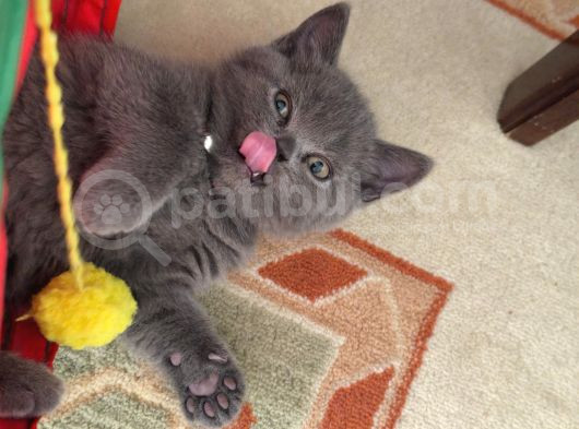 British Shorthair Sağlıklı Yavrularımıza Yeni Yuva görsel