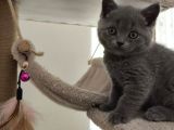British shorthair sağlıklı yavrularımıza yeni yuva