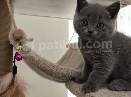 British Shorthair Sağlıklı Yavrularımıza Yeni Yuva