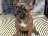 French Bulldog Yavrular