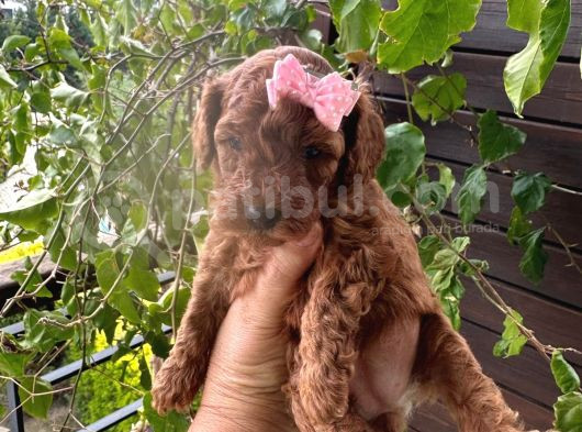 Dişi 50 Günlük Koyu Toy Pooddle görsel